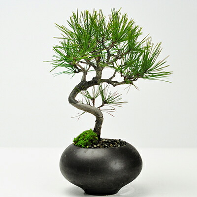 楽天市場】盆栽 松 黒松 曲げ付き 万古焼 ミニ盆栽 ミニ 盆栽 四国黒松