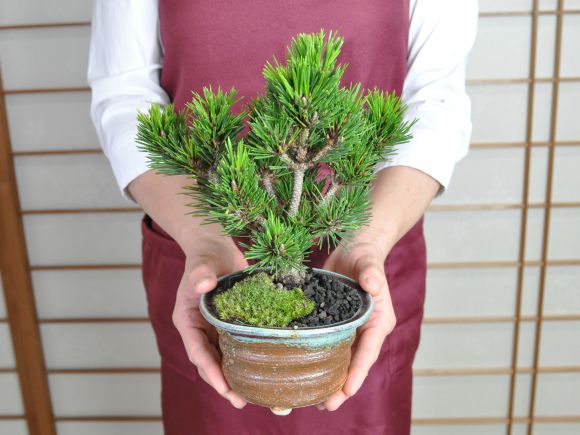 楽天市場】盆栽 松 千寿丸 ミニ盆栽 松盆栽 黒松 松の盆栽 記念樹