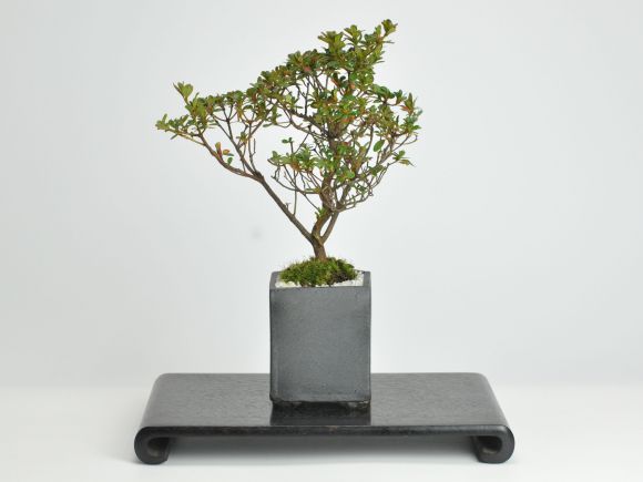 楽天市場】盆栽 さつき 皐月 ミニ盆栽 花 記念樹 鉢植え シンボル