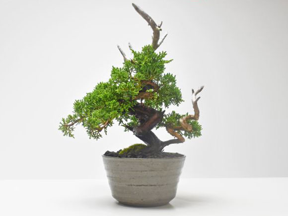 楽天市場】盆栽 真柏 紀州真柏 飛龍 ミニ盆栽 小品盆栽 松柏 記念樹