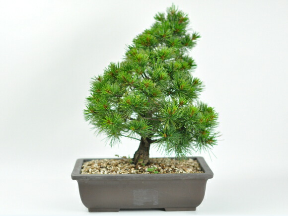 楽天市場】盆栽 五葉松 赤石五葉松 素材木 松 松盆栽 本格的 厳選