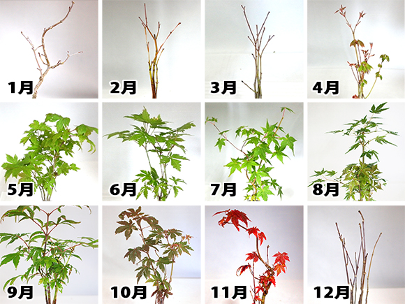 楽天市場】盆栽 カエデ 楓の寄せ植え 太幹 かえで 楓 小品盆栽 中品