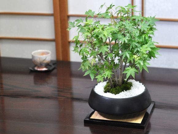 楽天市場】盆栽 もみじ 山もみじの寄せ植え 太幹 モダン モミジ紅葉