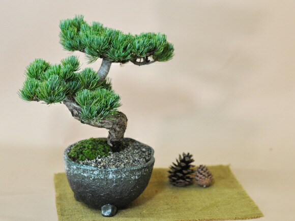 楽天市場】盆栽 高松盆栽 別格五葉松 松 松柏 室内鑑賞 趣味 ぼんさい