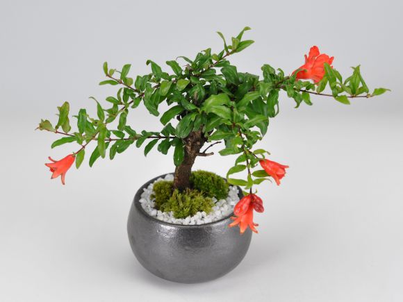 楽天市場】盆栽 姫ざくろ ミニ盆栽 ミニサイズ 柘榴 ザクロ 花もの 実