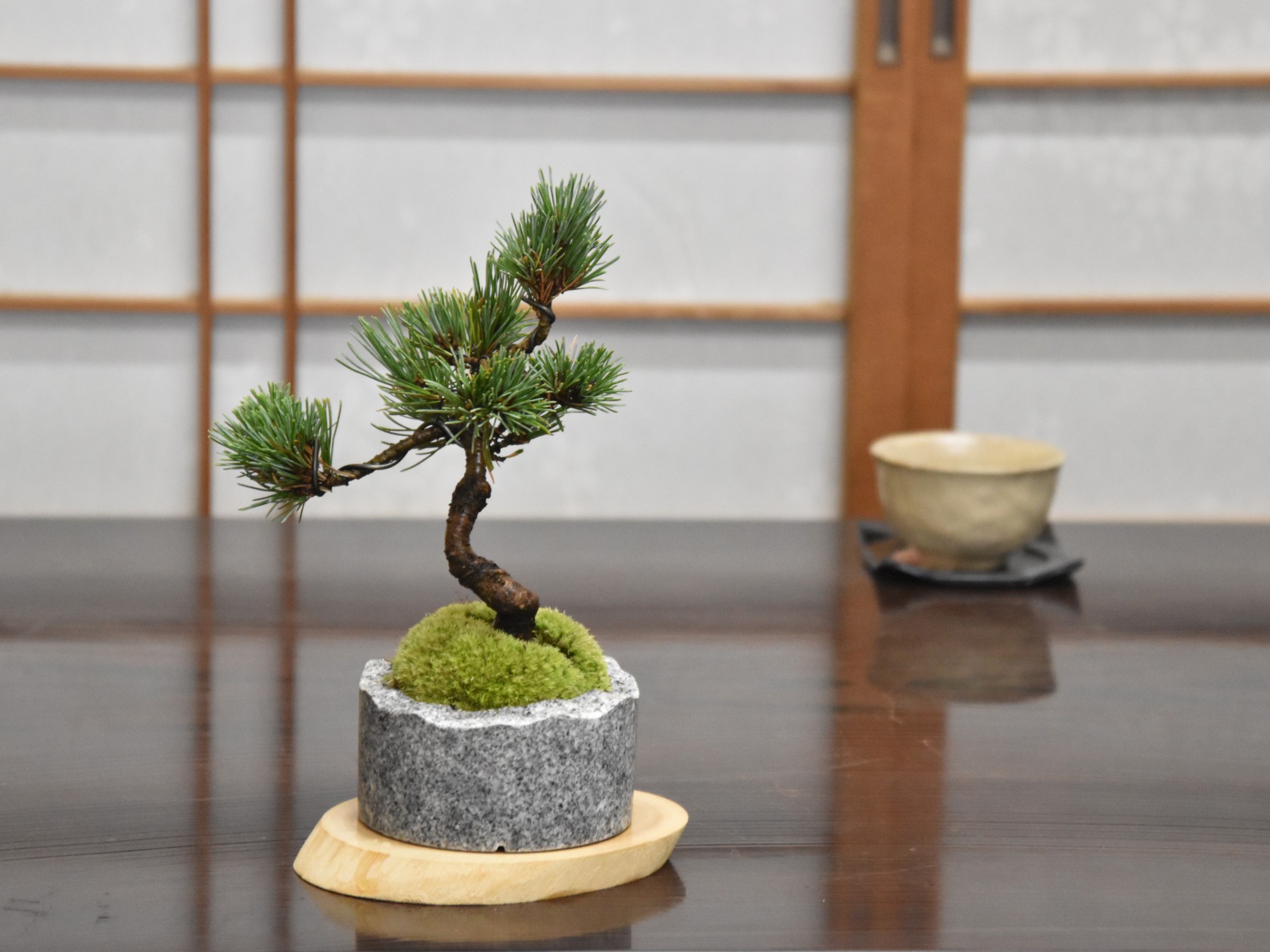 楽天市場】ミニ盆栽 四国五葉松 庵治石の器 盆栽 松の盆栽 和モダン 石