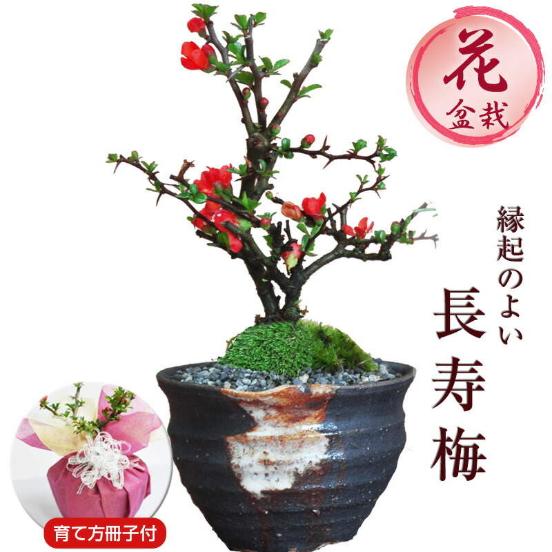 楽天市場】盆栽 長寿梅 信楽焼つぼ鉢 ミニ盆栽 初心者 室内 鉢植え