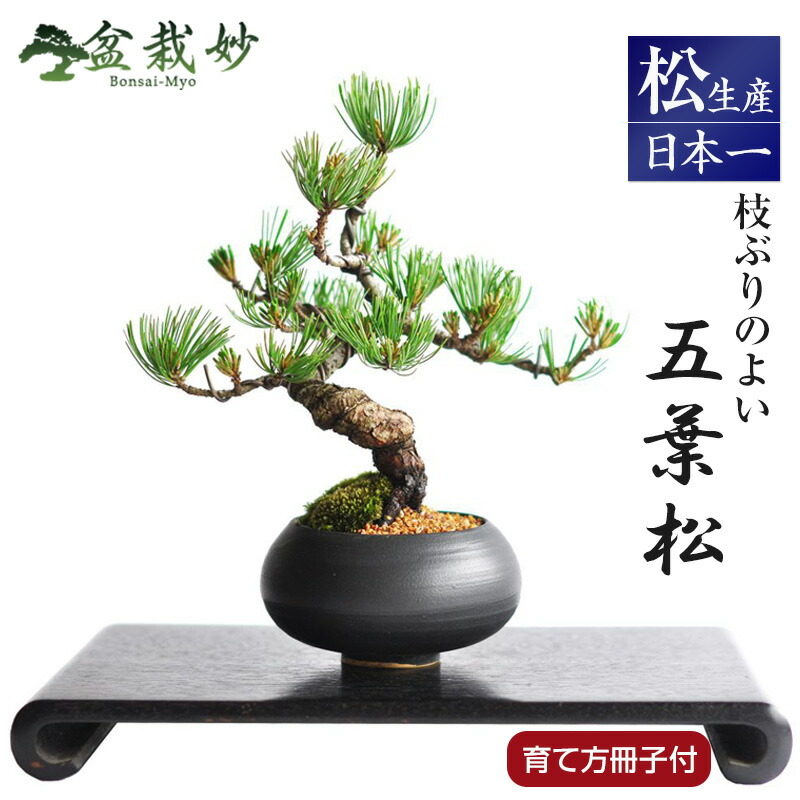 楽天市場】盆栽 松 枝ぶりの良い 曲付き 五葉松 太幹 ミニ盆栽 松盆栽