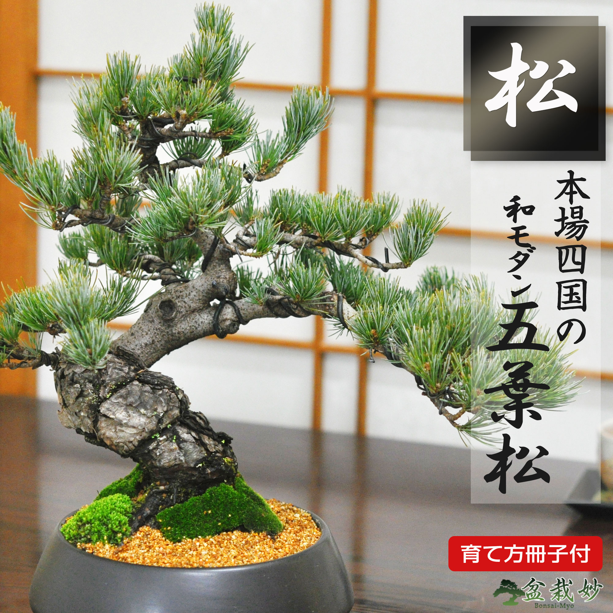 楽天市場】盆栽 松 和モダン 五葉松 中サイズ 漆黒浅丸 受け皿付 松