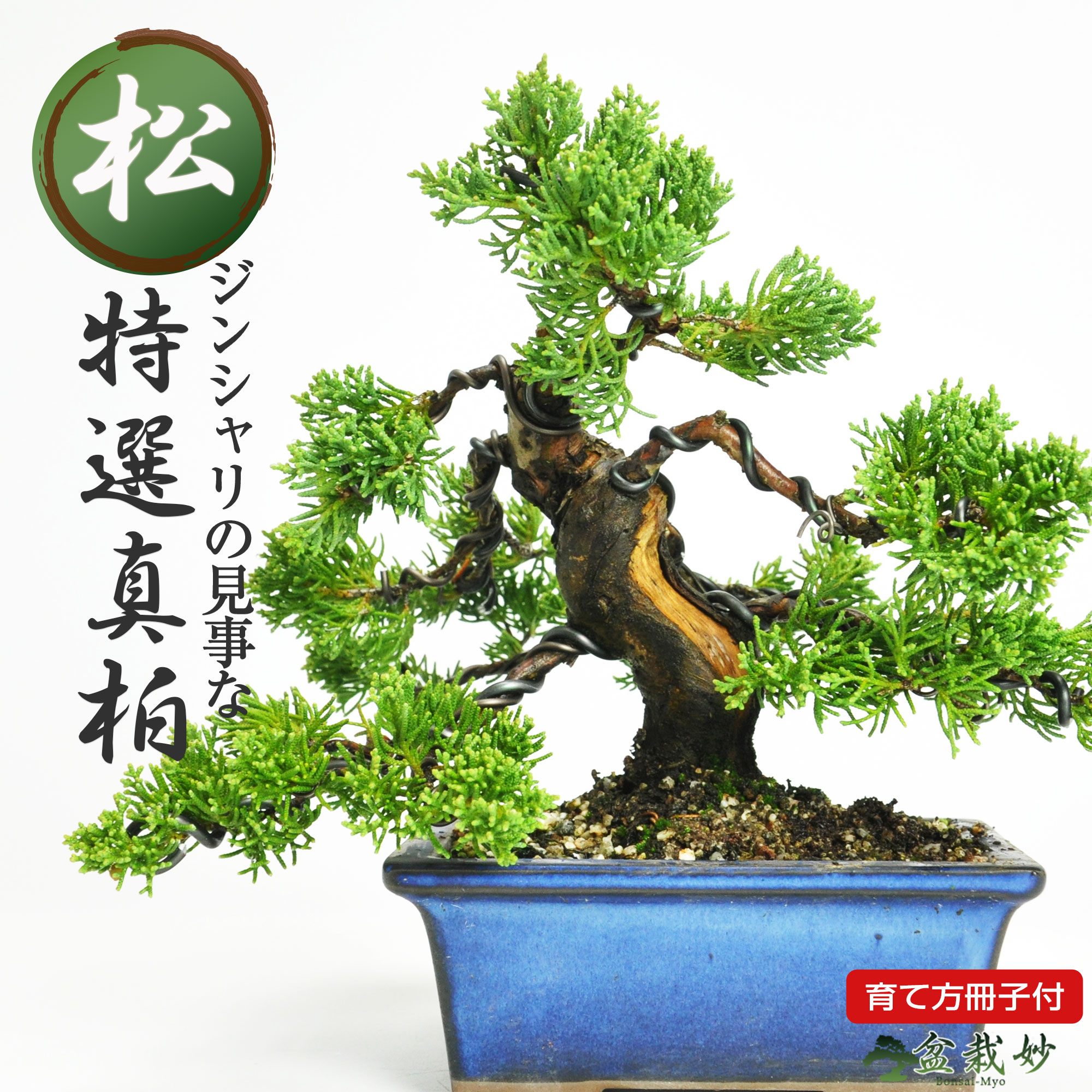 楽天市場】ミニ盆栽 真柏 ジンシャリが見事な特選真柏の盆栽 小品ミニ