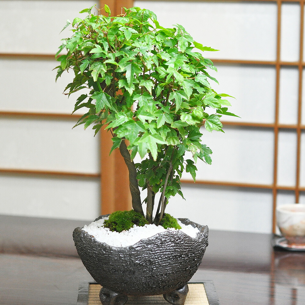 楽天市場】盆栽 カエデ 楓の寄せ植え 太幹 かえで 楓 小品盆栽 中品