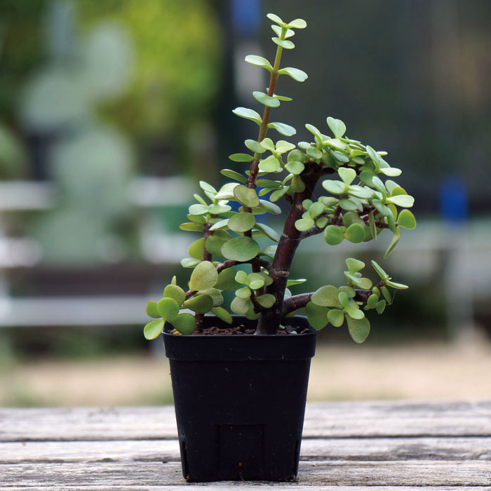 楽天市場】観葉植物 多肉植物 ポーチュラカリア アフラ Portulacaria