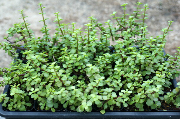 楽天市場】観葉植物 多肉植物 ポーチュラカリア アフラ Portulacaria