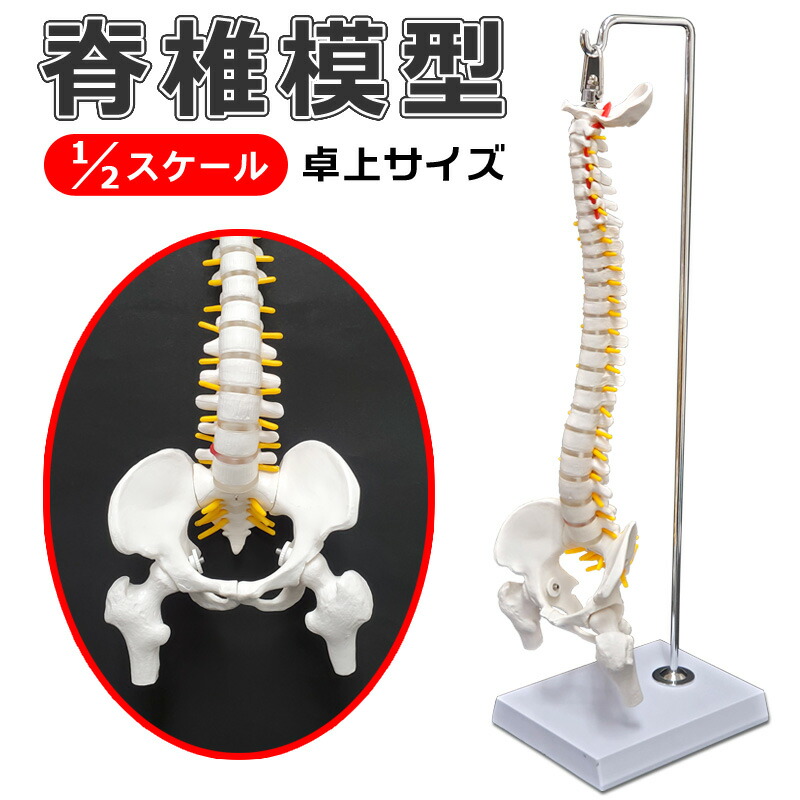 楽天市場】骨格模型 背骨の通販