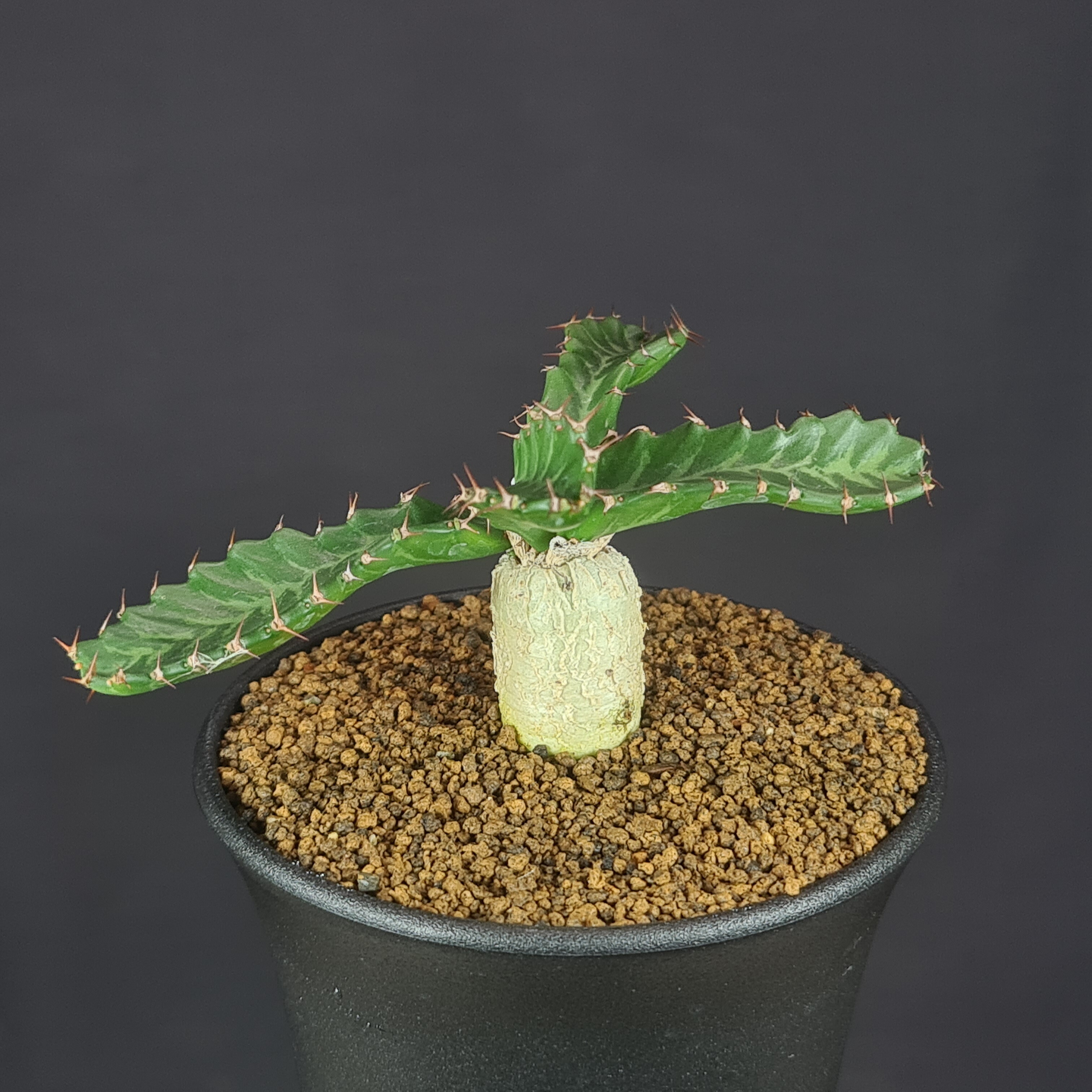 楽天市場】ユーフォルビア・ステラータ 飛竜 9cm鉢 カクタス長田