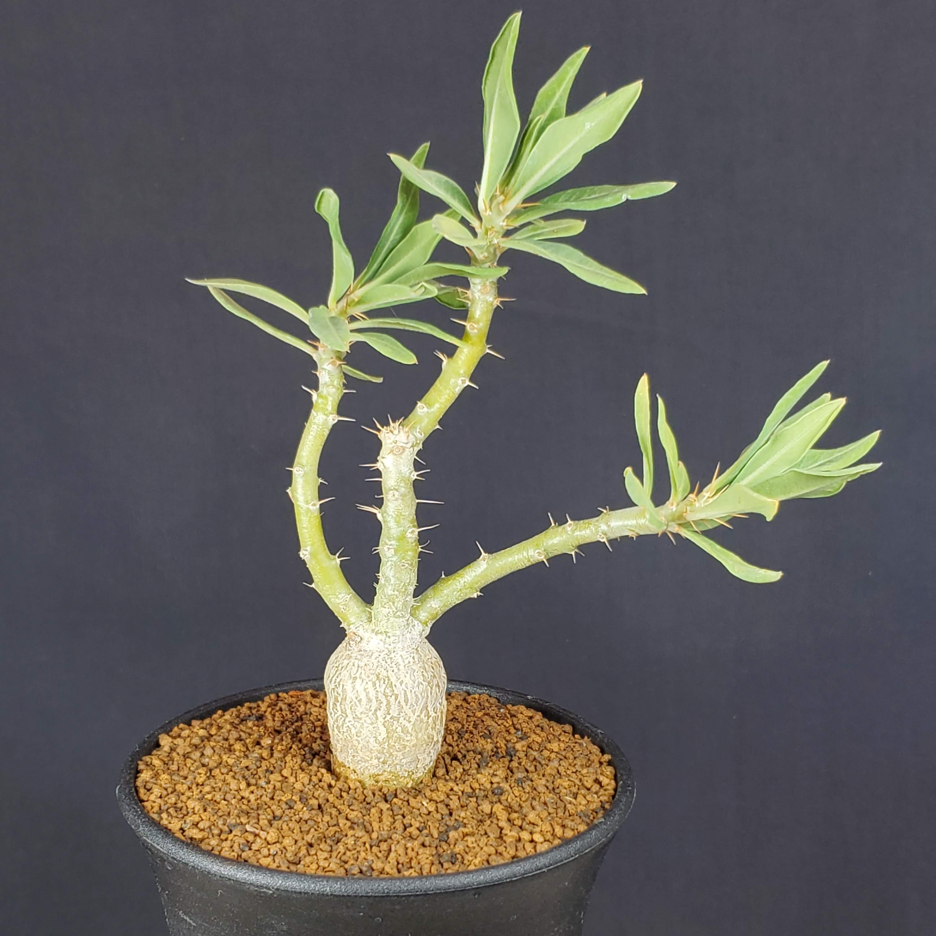 楽天市場】パキポディウム・ビスピノーサム 9cm鉢 カクタス長田