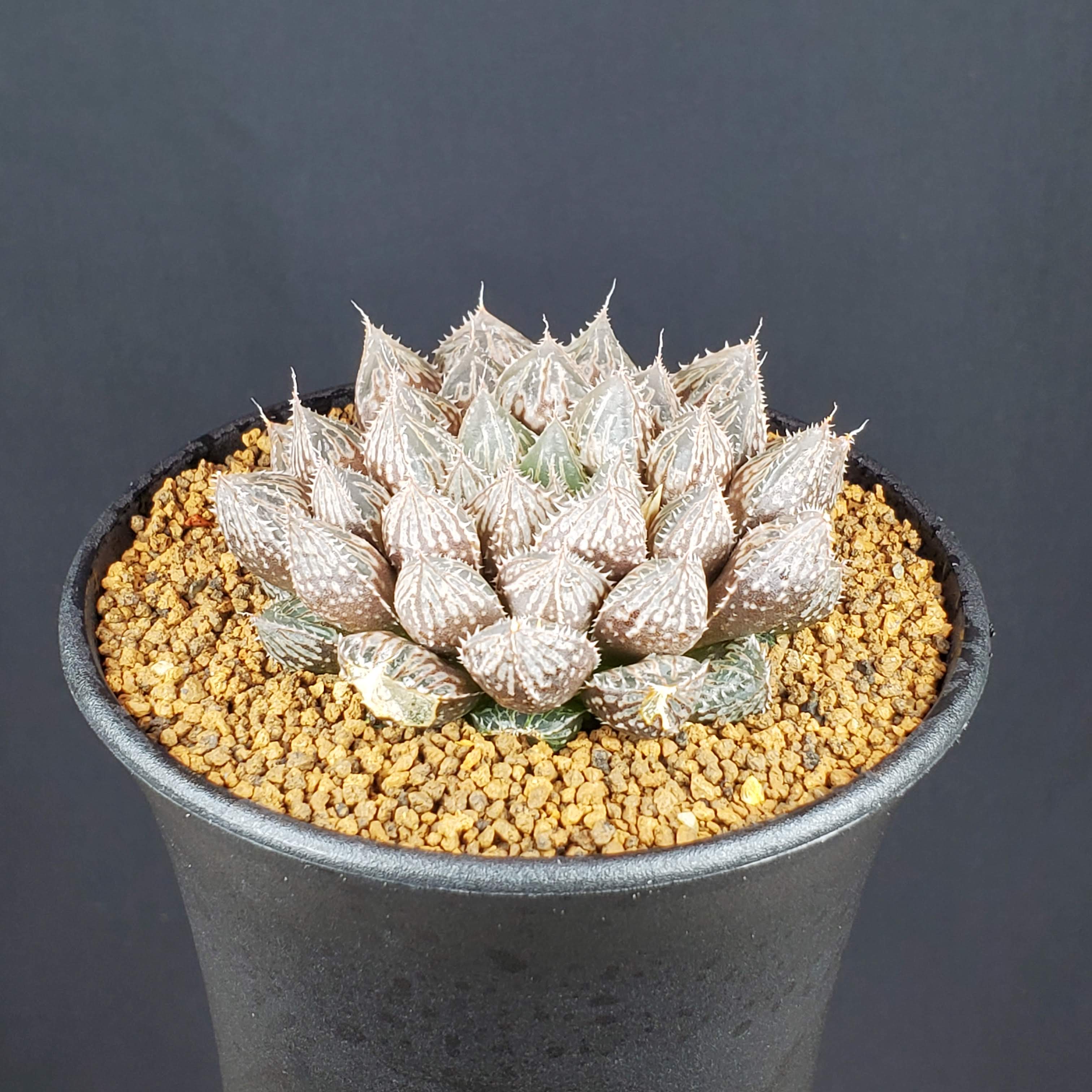 楽天市場】ハオルチア（種類（植物）アロエ）の通販