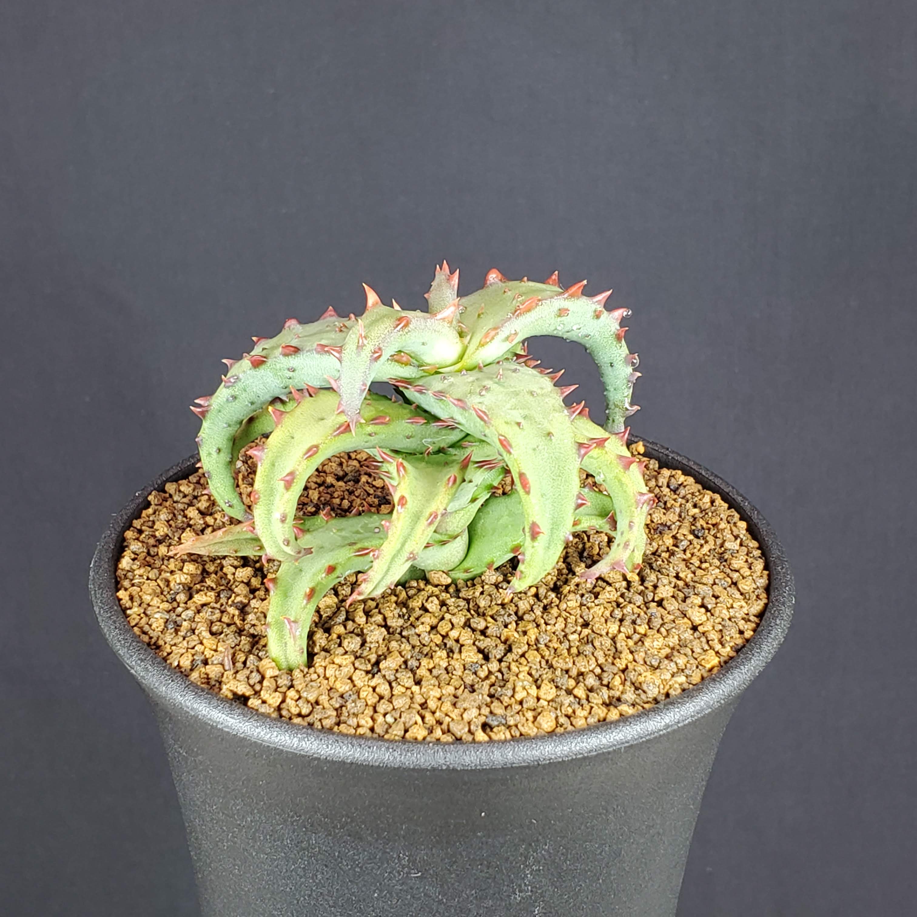 楽天市場】アロエ・カスティロニアエ 9cm鉢 カクタス長田 多肉植物