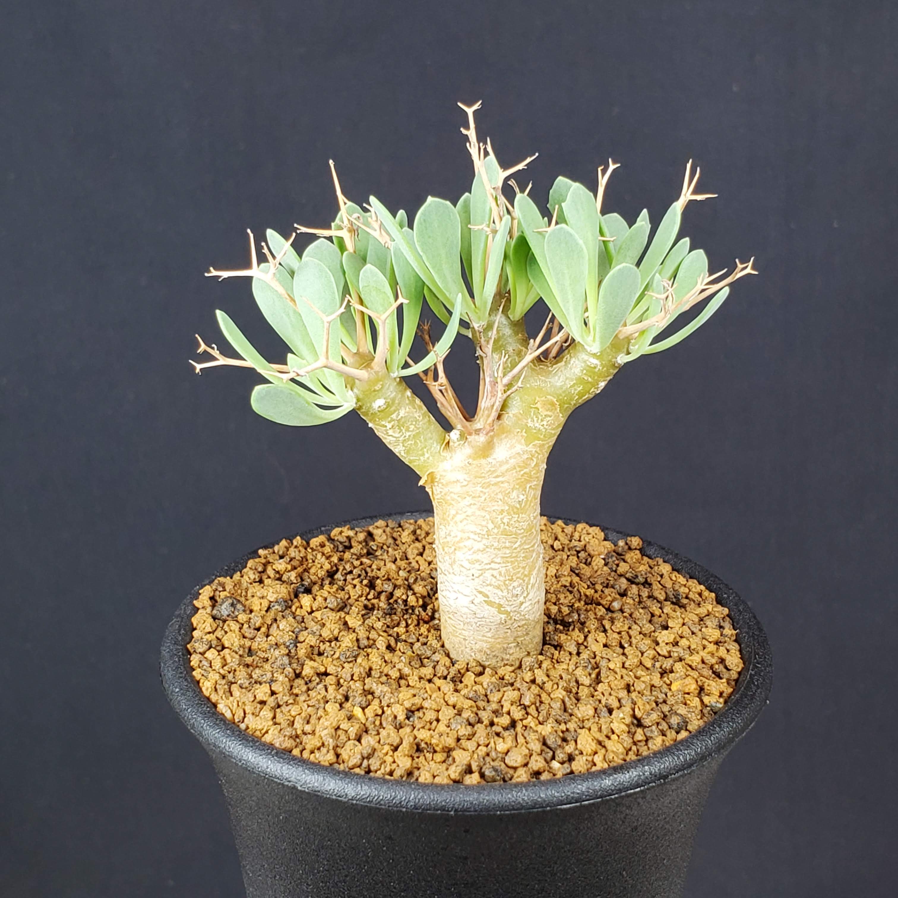 楽天市場】オトンナ・ユーフォルビオイデス 7.5cm鉢 カクタス長田 キク