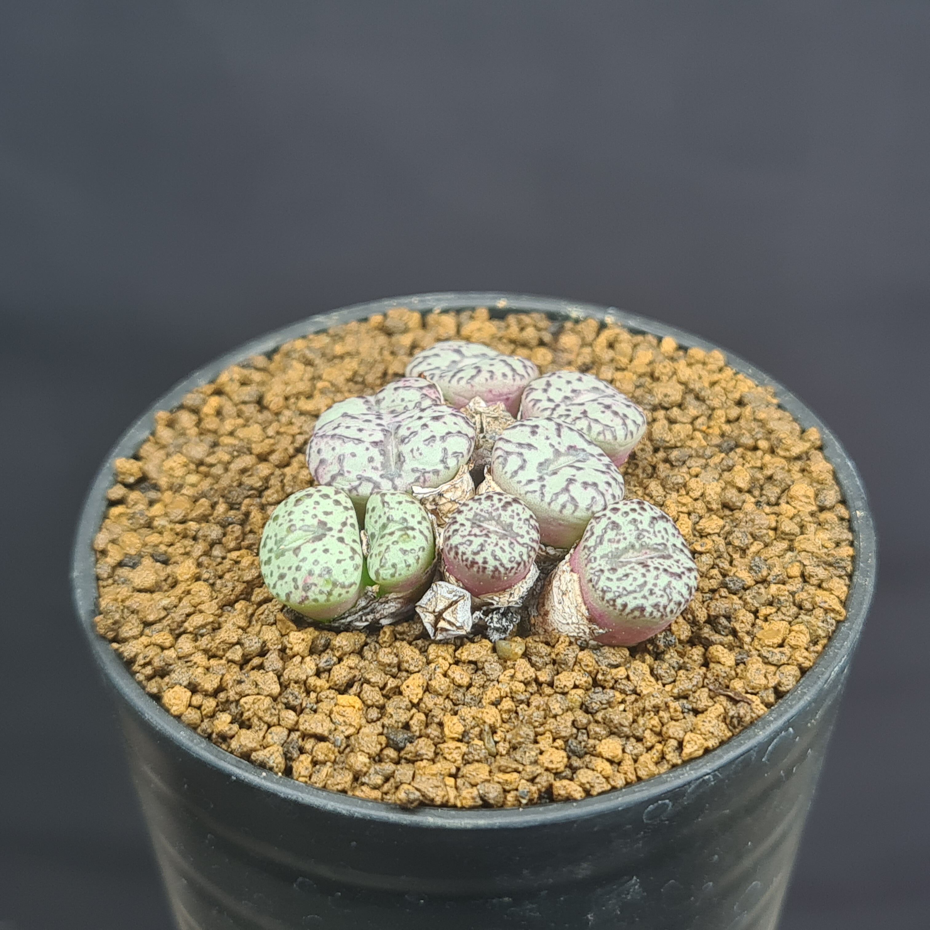 楽天市場】コノフィツム・ミニマム ウィッテベルゲンセ 7.5cm鉢