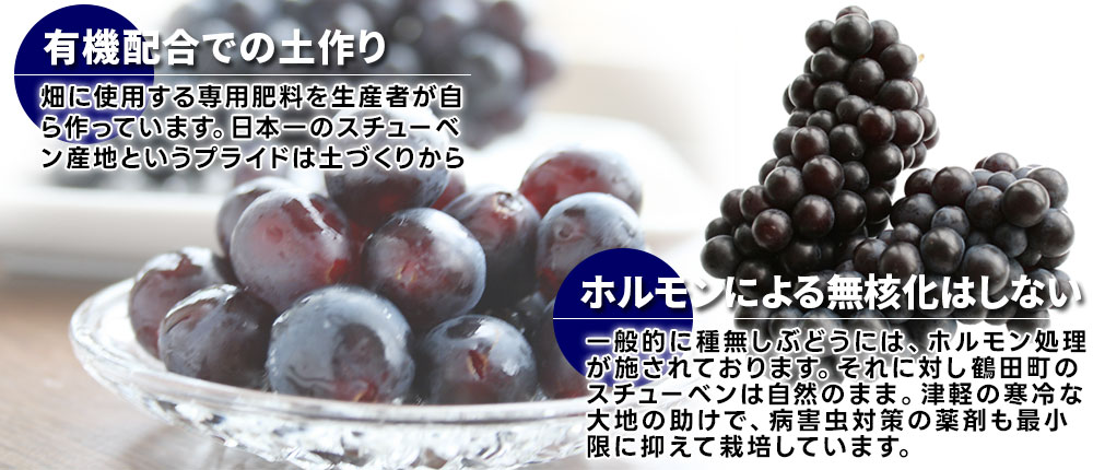 楽天市場】ポイント10倍中！エントリーで14倍 【青森県産ぶどう