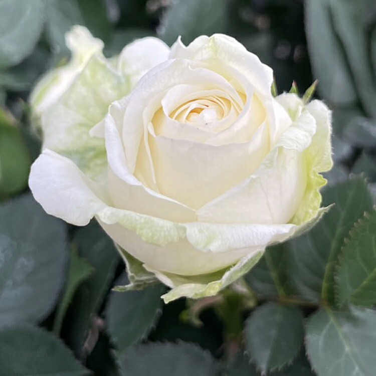 楽天市場】ミニバラ【大輪系】インフィニティ・ホワイトボール（4号