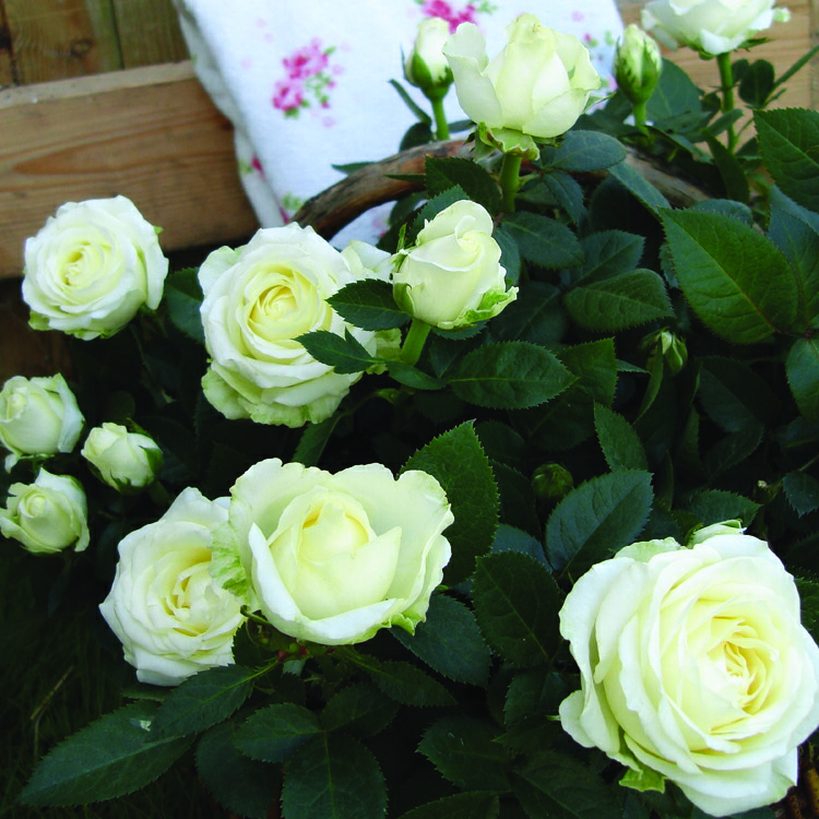 楽天市場】ミニバラ【大輪系】インフィニティ・ホワイトボール（4号