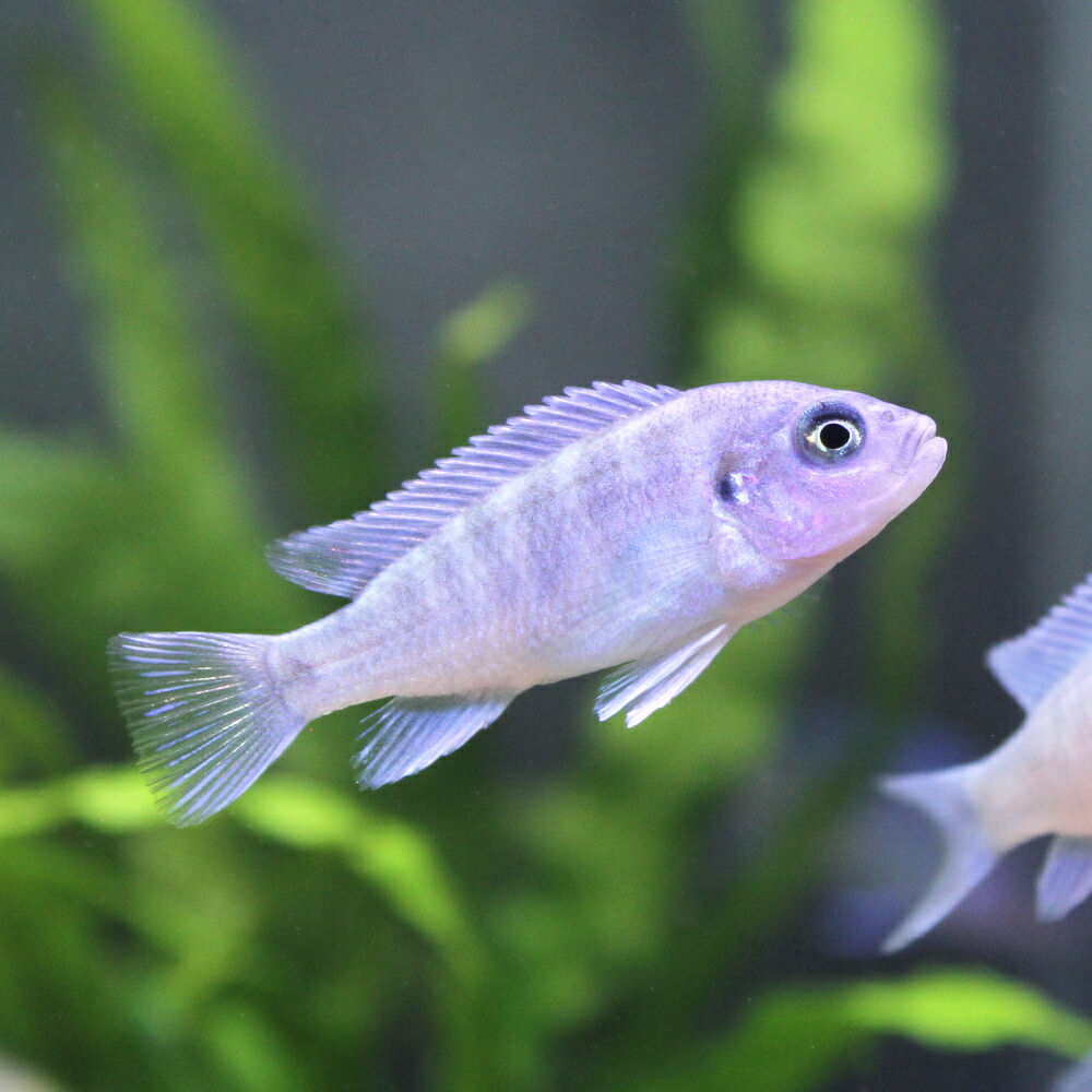 楽天市場】（熱帯魚）コバルトブルー・シクリッド（4匹） 北海道