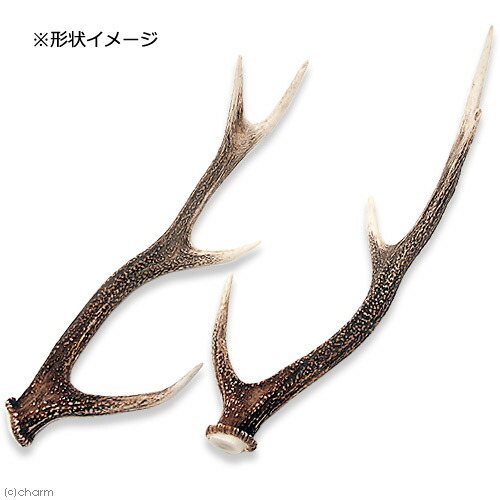 楽天市場】鹿の角 オブジェ Lサイズ 1本 インテリア 関東当日便