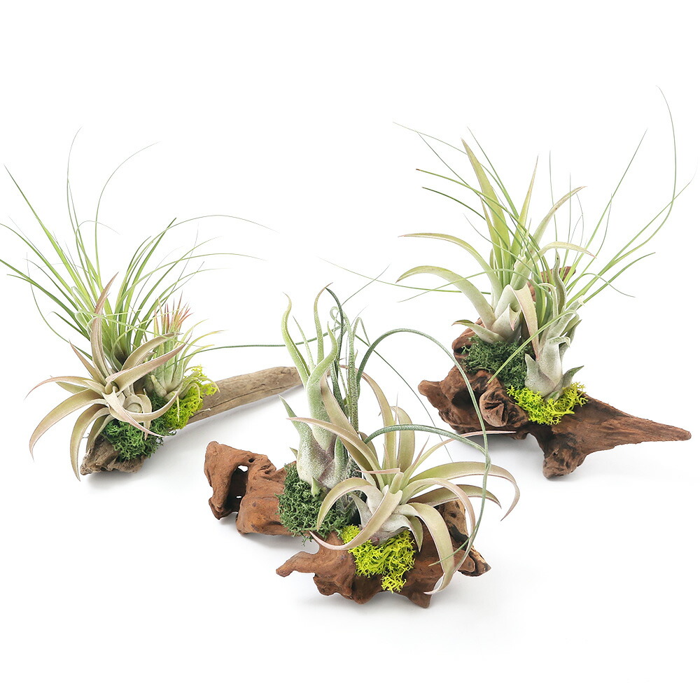 楽天市場】（観葉植物）エアープランツ 熊野舎利流木アレンジ 大（1個