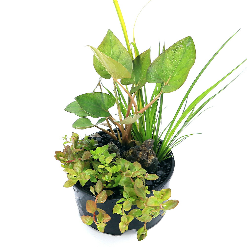 自然石風 水鉢 めだかの館オリジナル一品手作りメダカ鉢 横幅約73