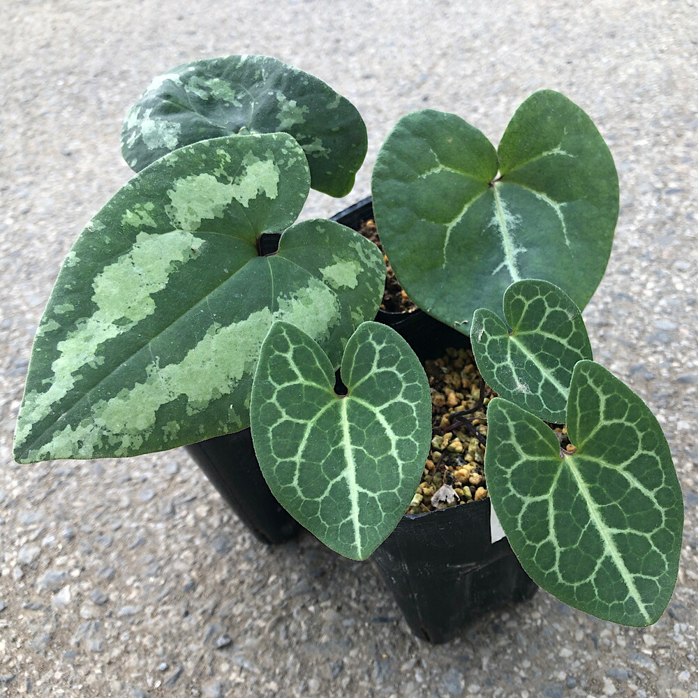 楽天市場】カンアオイの通販