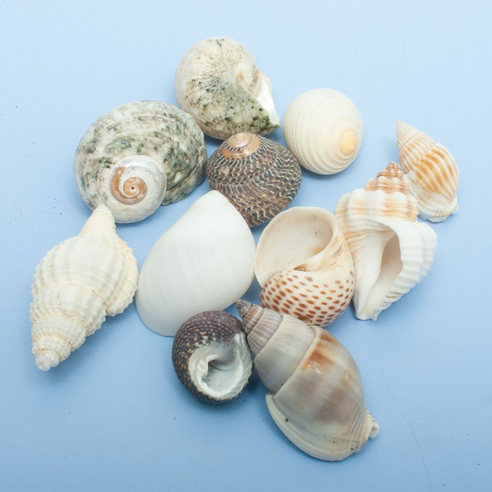 楽天市場】貝殻 巻貝MIX Sサイズ 種類おまかせ（殻口〜15mm