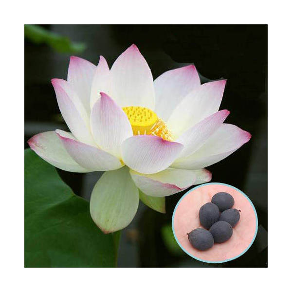 楽天市場】大賀 ハス 種（花・ガーデン・DIY）の通販