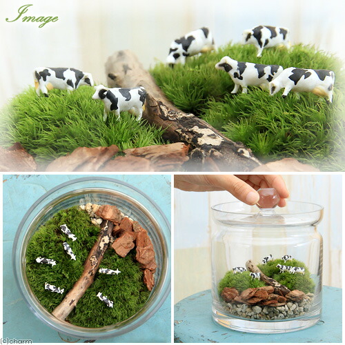 楽天市場】（観葉植物）苔テラリウム 大きな牧場 牛 ガラスポットL