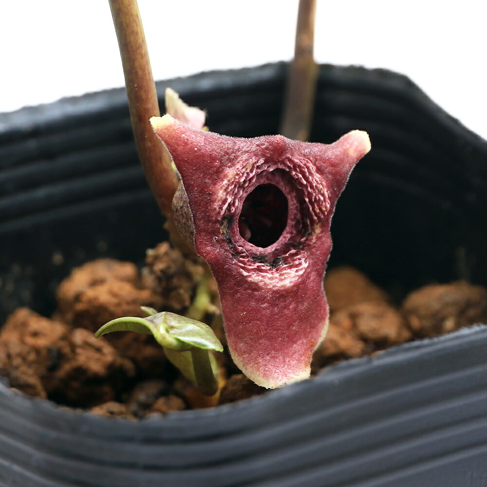 楽天市場】（山野草）カンアオイ（寒葵）タマノカンアオイ（多摩之寒葵