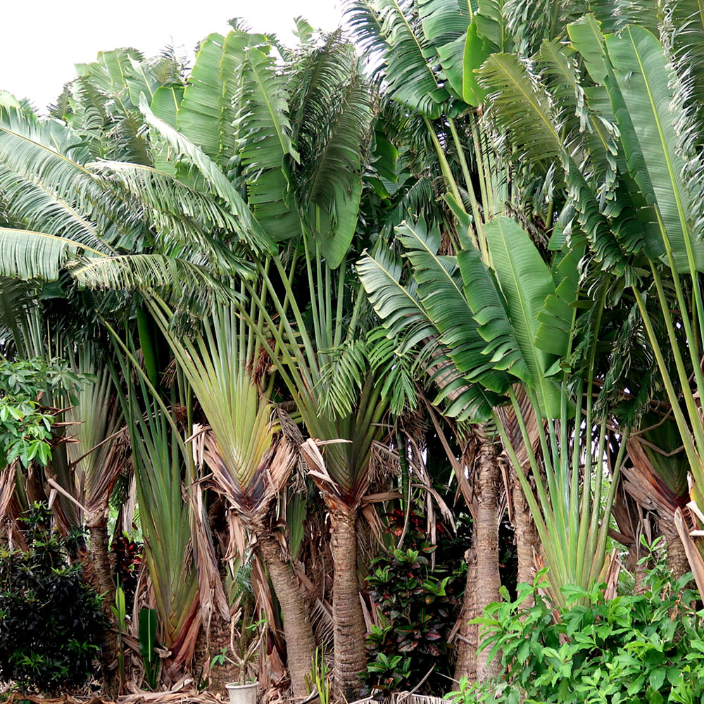 楽天市場】（観葉植物）タビビトノキ 旅人の木 オオギバショウ 3〜4