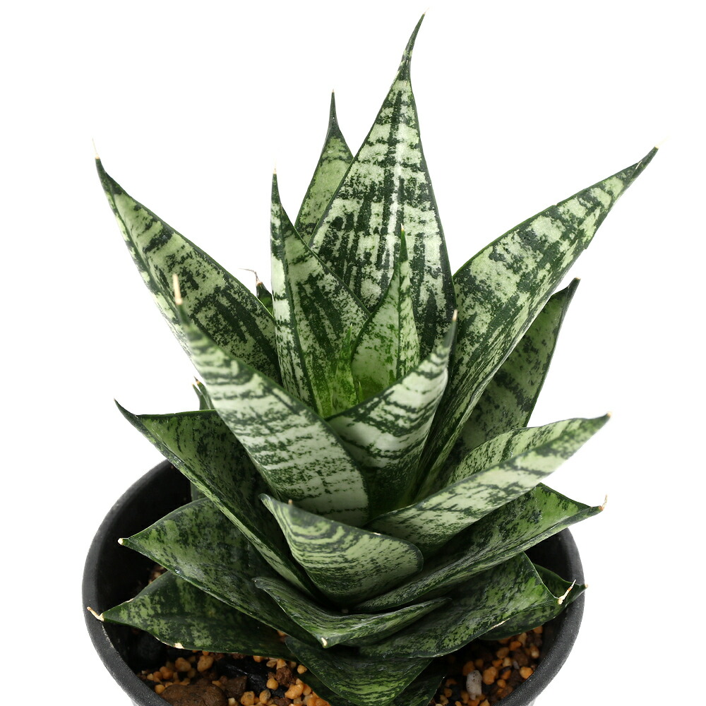 楽天市場】（観葉植物）サンスベリア エーレンデル 3．5号（1鉢