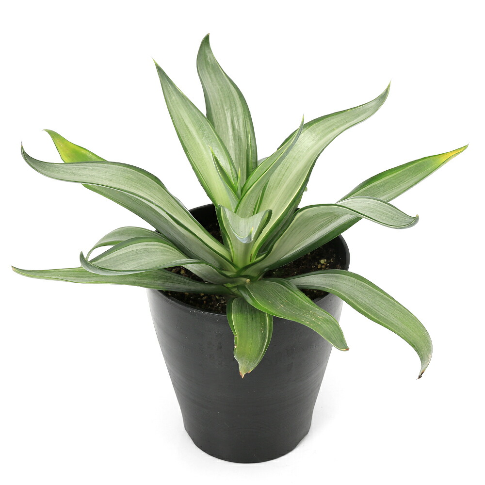 楽天市場】（多肉植物）アガベ クイックシルバー 6号（1鉢） : charm