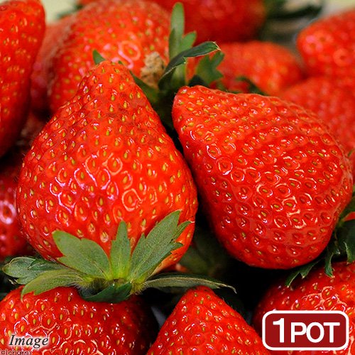 苗 とちおとめ」の人気商品一覧 | 安い商品を通販サイトから探す