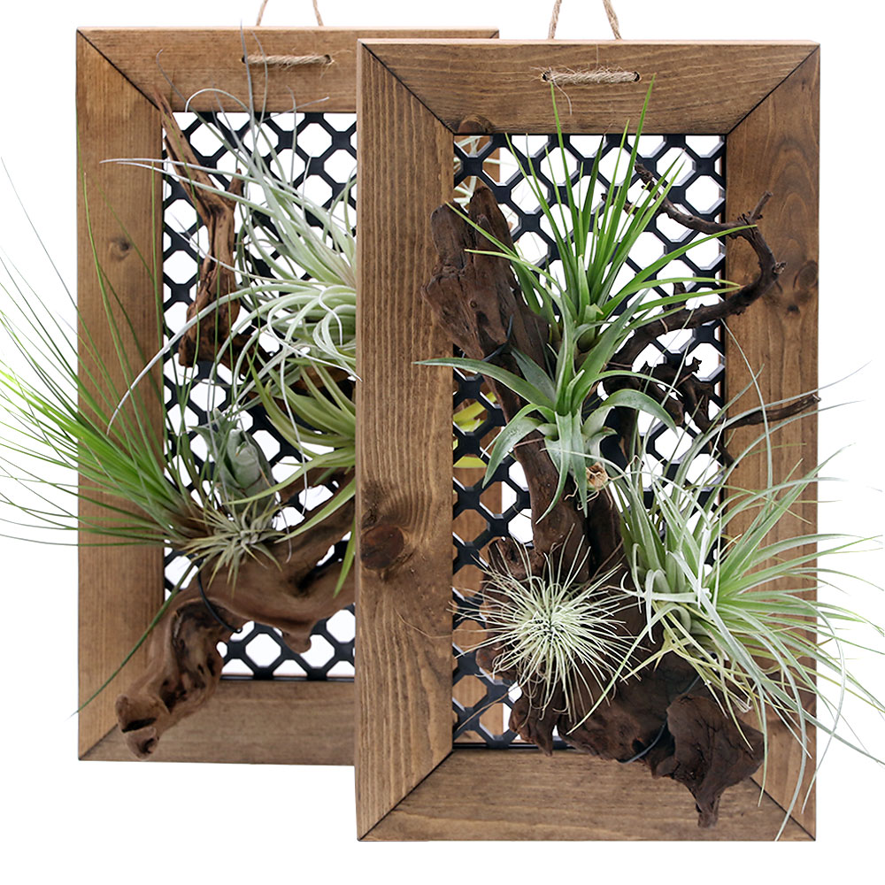 エアープランツ 流木」の人気商品一覧 | 安い商品を通販サイトから探す