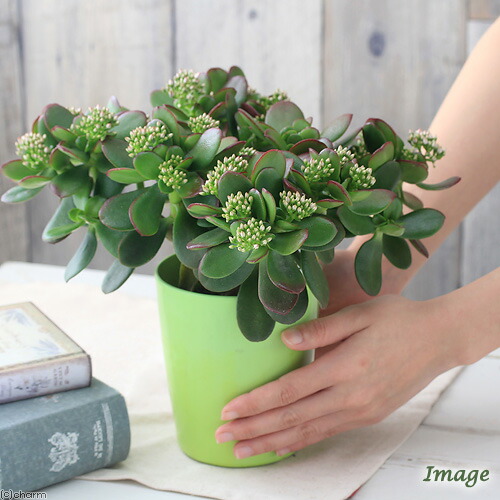 楽天市場】（多肉植物）クラッスラ 花月（金のなる木） 4号（1鉢