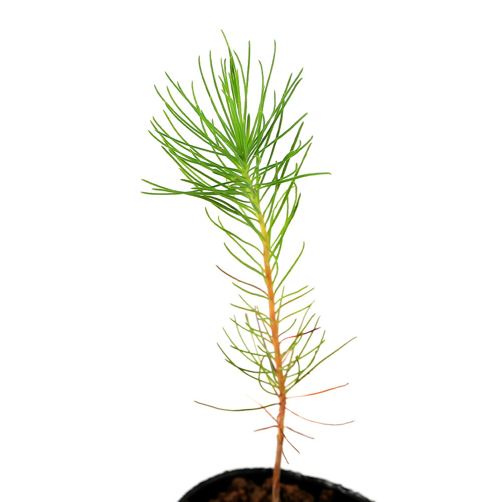 楽天市場】（山野草）盆栽 マツ（松）ダイオウショウ（大王松） 実生