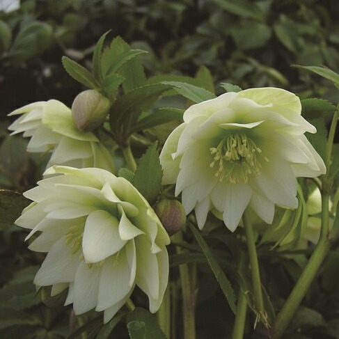 楽天市場】【開花株】ミヨシのクリスマスローズ プチドール 沙羅(サラ