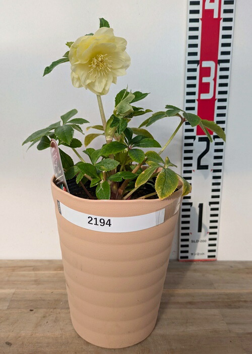 楽天市場】【現品】クリスマスローズ ダブル咲き ゴールドオーレア系 5