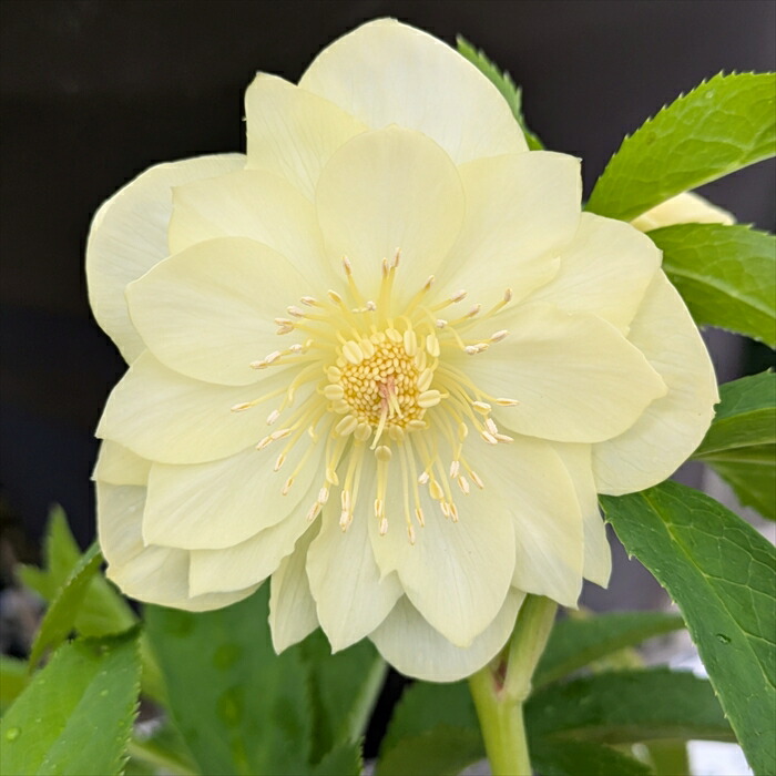 楽天市場】【現品】クリスマスローズ ダブル咲き ゴールドオーレア系 5