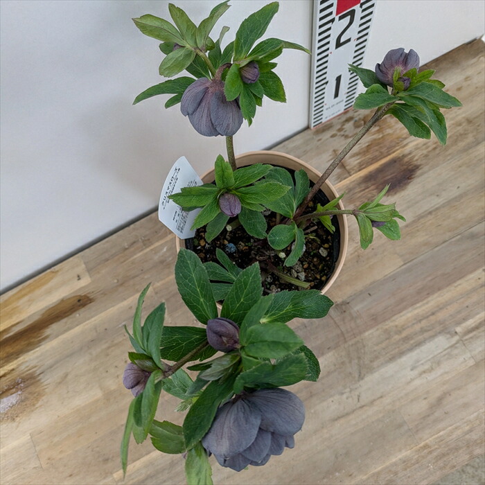 楽天市場】【現品】クリスマスローズ ダブル咲き スモーキーブルー