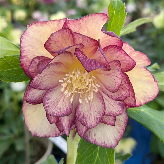 楽天市場】【現品】クリスマスローズ ダブル咲き ゴールドオーレア系