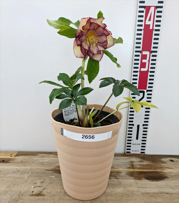 楽天市場】【現品】クリスマスローズ ダブル咲き ゴールドオーレア系