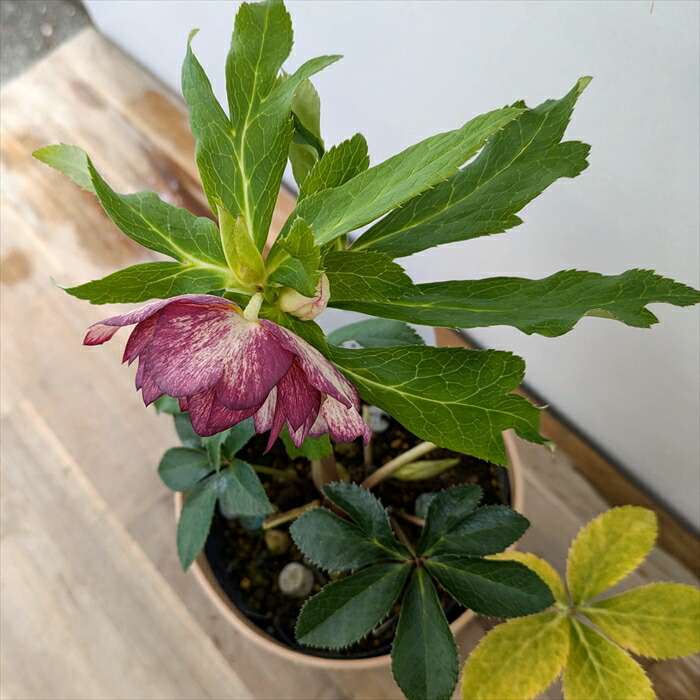 楽天市場】【現品】クリスマスローズ ダブル咲き ゴールドオーレア系